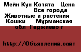 Мейн Кун Котята › Цена ­ 15 000 - Все города Животные и растения » Кошки   . Мурманская обл.,Гаджиево г.